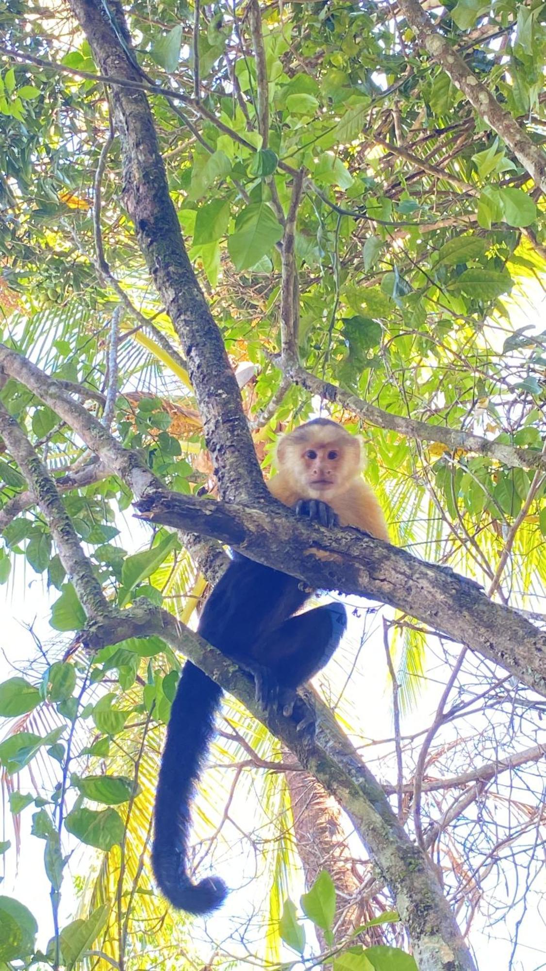 Apartmán Deer House Cabuya Cabuya  Exteriér fotografie