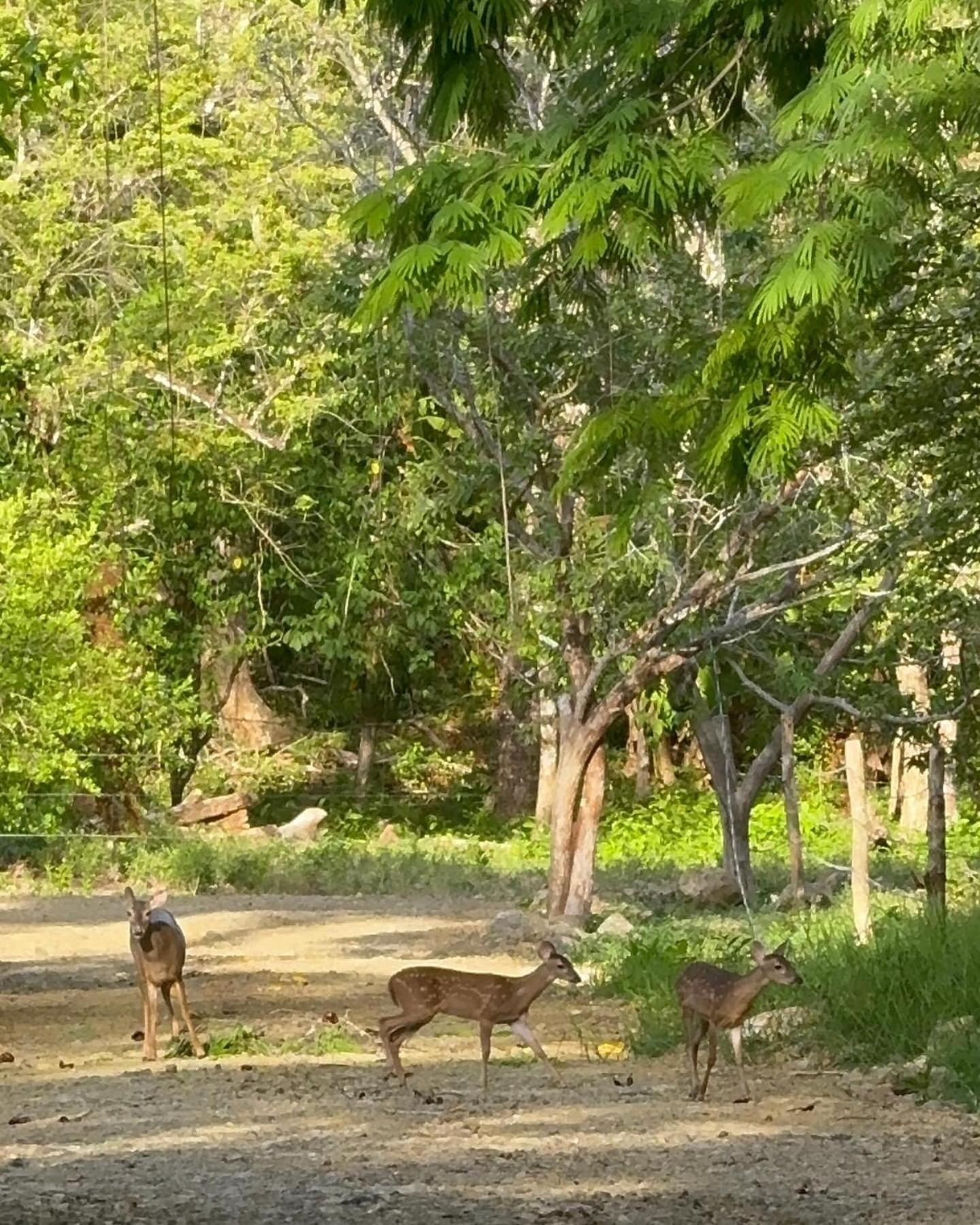 Apartmán Deer House Cabuya Cabuya  Exteriér fotografie
